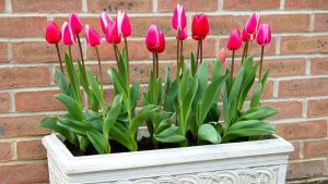 maceta con tulipanes rosas